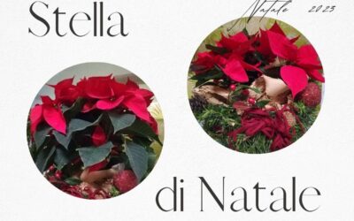 Stella di Natale, perché regalarla