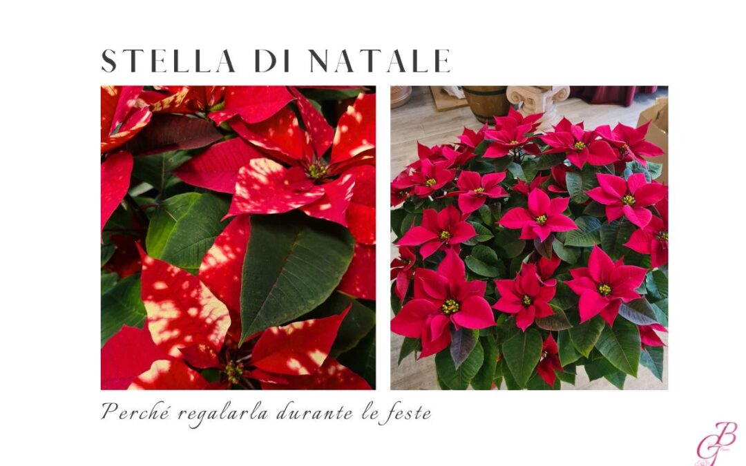 stella di Natale