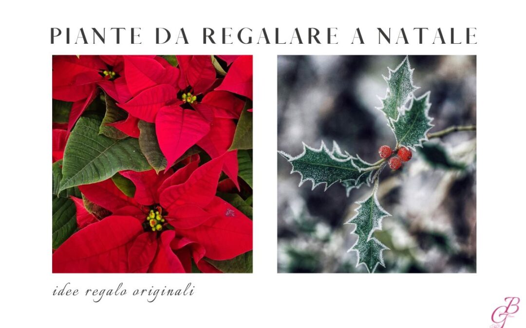 piante da regalare a Natale